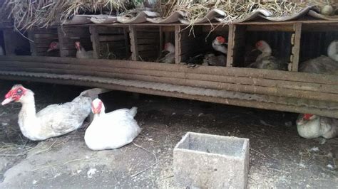 ternak ayam dan entok - balustradellc