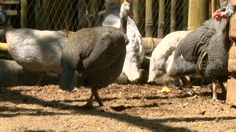 Ternak Ayam Mutiara sebagai Penjaga Rumah Alami - balustradellc