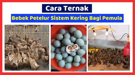 Ternak Bebek Kering | Cara Budidayaku - balustradellc