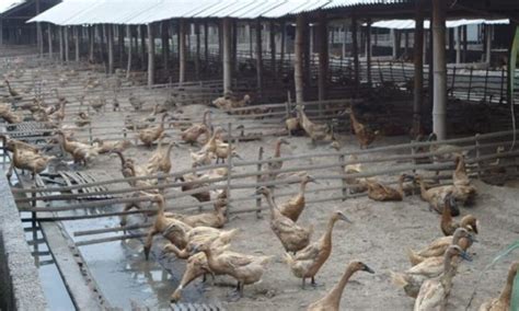 Ternak Bebek Petelur Lengkap - Peternak Rakyat - balustradellc
