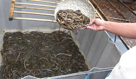 Ternak Belut Tanpa Lumpur - balustradellc