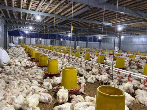 Ternak Broiler Zero Waste - vet.aksi.co - raincitystudios.com
