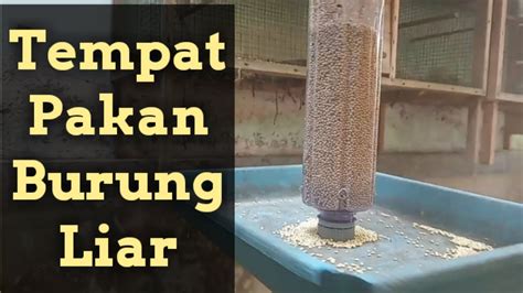 Ternak burung di alam liar | Cara membuat tempat pakan - balustradellc