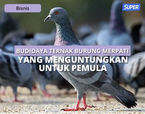 Ternak Burung Merpati Terlengkap Sampai Analisa Biayanya - balustradellc