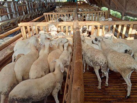 Ternak Domba Gemuk di Kahar Farm - raincitystudios.com