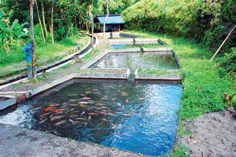 Ternak Gurame dan Nila untuk Generasi Z - balustradellc