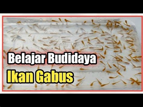 Ternak Ikan Gabus Dalam Ember | Budikdamber Ikan Gabus - balustradellc