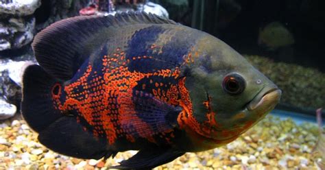 Ternak Ikan Hias Untung Besar Per Ekor, Tapi Pasar Fluktuatif, Ikan ... - balustradellc