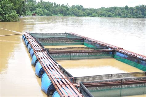 Ternak Ikan Patin Sungai Di Dalam Sangkar Terapung - Agrimag - balustradellc