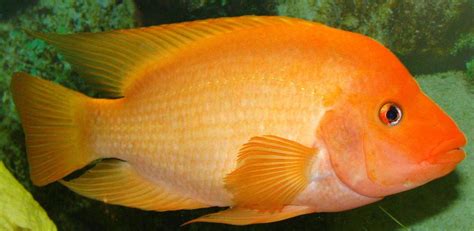 Ternak ikan red devil - balustradellc