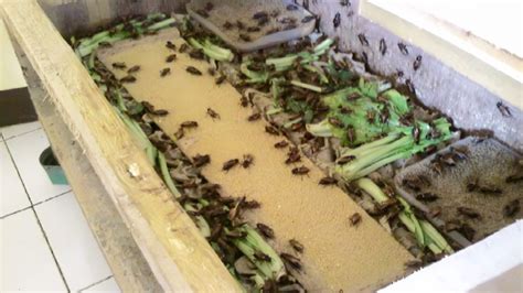 Ternak Jangkrik Banjarnegara - balustradellc