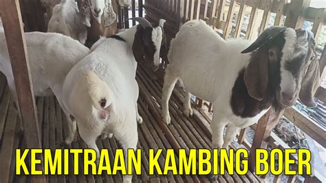 TERNAK KAMBING BOER; CARA SEDERHANA SERIUS BIKIN KAYA! - balustradellc