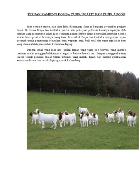 Ternak Kambing dan Domba, Efisien tanpa Ngarit - balustradellc