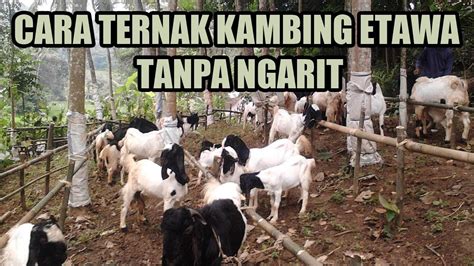 Ternak Kambing Tanpa Ngarit | IDN Times Jatim - balustradellc