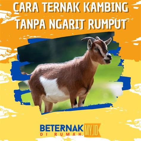 Ternak Kambing Tanpa Ngarit Rumput | Terbukti Berhasil - balustradellc