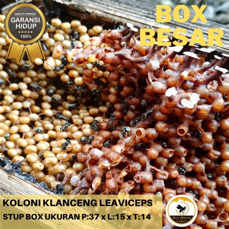 Ternak Klanceng & Lebah Madu di solo jawa tengah - balustradellc