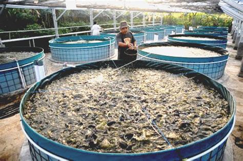 Ternak Lele Dengan Sistem Bioflok - Kabupaten Klaten - balustradellc