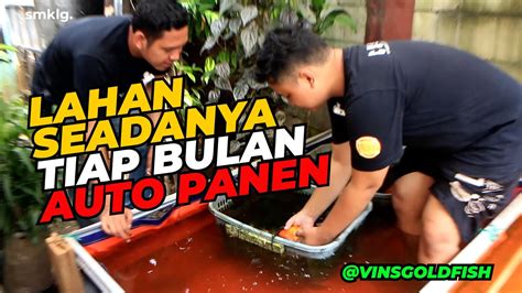 Ternak mas koki lahan seadanya dibelakang rumah - balustradellc