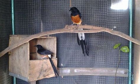 ternak murai batu - balustradellc