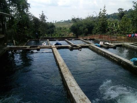 Ternak Nila kolam beton, Metode Mudah dan Efektif - balustradellc