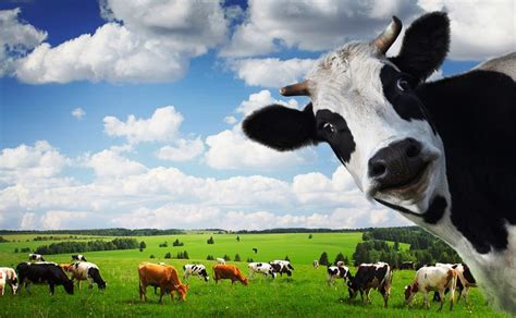 Ternak Sapi Perah Modern Yang Keren Dan Kekinian - balustradellc