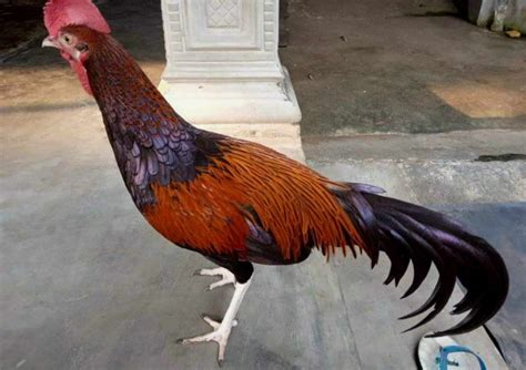 Ternak Unggas: Mengenal Ayam Bekisar - Blogger - balustradellc