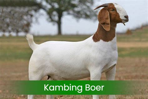 Ternakan Kambing: Kambing Boer - Blogger - balustradellc