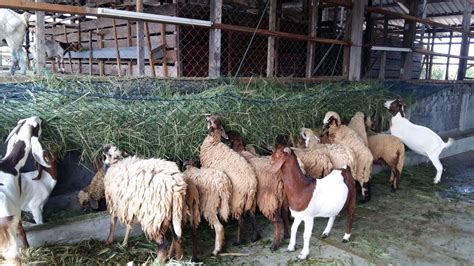 Ternakan Kambing - balustradellc