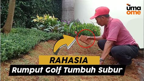 ternyata ini cara menanam rumput golf - balustradellc