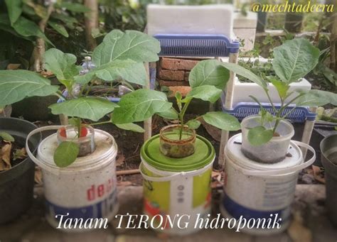 Terong ungu Hidroponik > Videos - PLAYBOARD - balustradellc