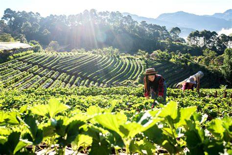 Terrace Farming Modern Techniques & Agricultural … - raincitystudios.com