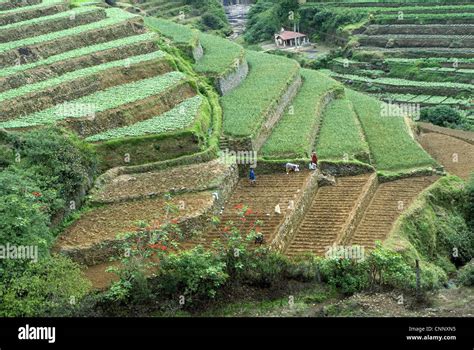 Terraced Farming: Steps to Slope Success - raincitystudios.com