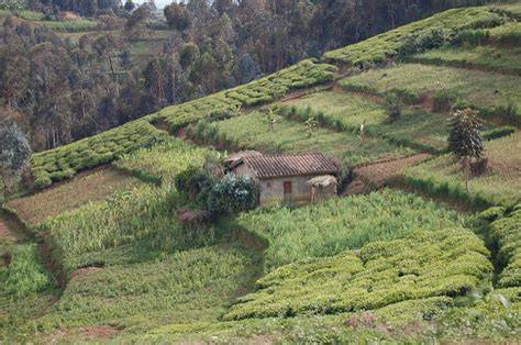Terraces and trenches | Rwanda Water Portal - raincitystudios.com