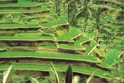 Terracing – Greener.Land - raincitystudios.com