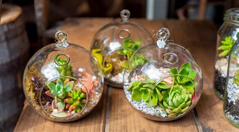 Terrariums & Planters - Air Plant Design Studio - muktibox.com