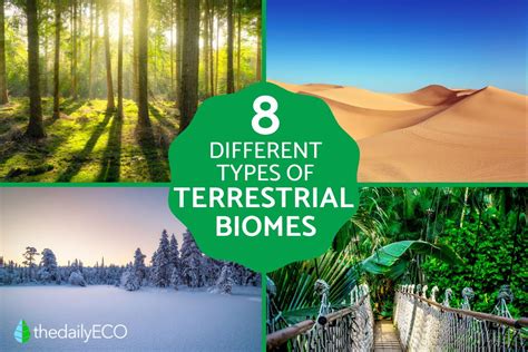 Terrestrial Biomes | Learn Science at Scitable - Nature - muktibox.com