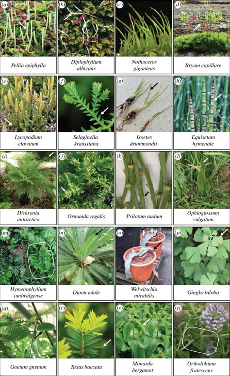 Terrestrial Plants - Salt Marsh Guide - muktibox.com