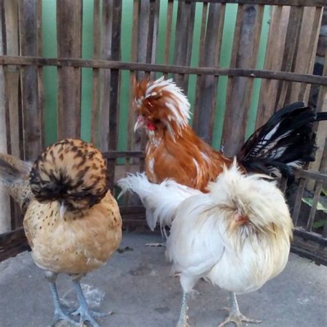 Terungkap Rahasia Merawat Ayam Poland Tampil … - balustradellc