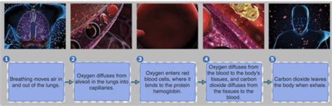 TEST 4 Flashcards | Quizlet - balustradellc