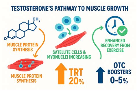 Testosterone — What It Does And Doesn't Do - Harvard Health - balustradellc