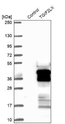 TGIF2LX Antibodies