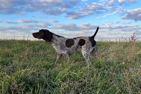 TGK Top Gun Impressive Sir Jake – German Shorthaired Pointer