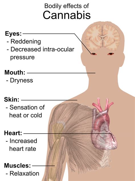 THC And Your Body: The Physical Effects - CannaSOS