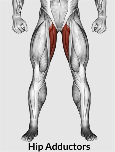 The 10 Best Adductor Exercises for Muscle & Strength - balustradellc
