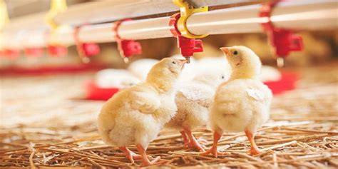 The 10 Best Automatic Chicken Waterers Of 2025 - balustradellc