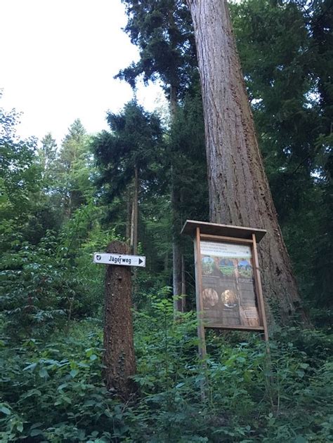 THE 10 BEST Camping Sites in Black Forest 2026 - balustradellc