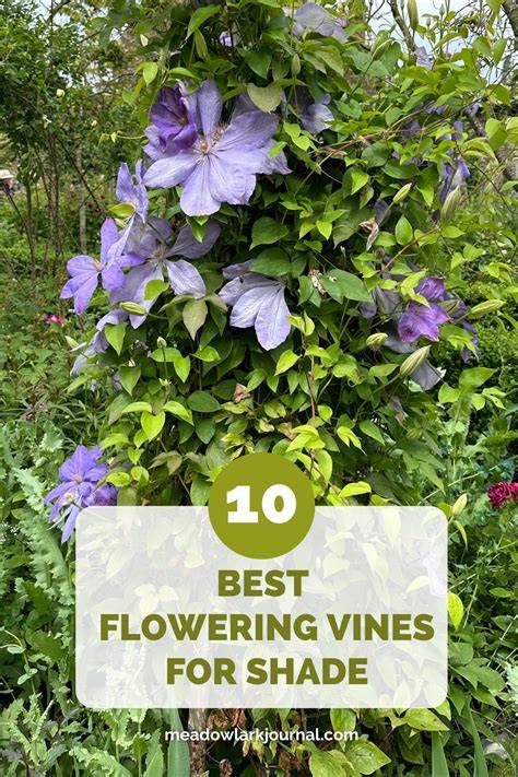 The 10 Best Flowering Vines for Shade - Meadowlark … - raincitystudios.com