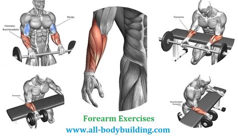 The 10 Best Forearm Exercises For Building Muscle - CrazyBulk USA - balustradellc