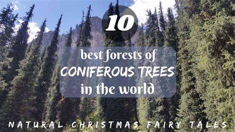 The 10 best forests of coniferous trees in the world - raincitystudios.com