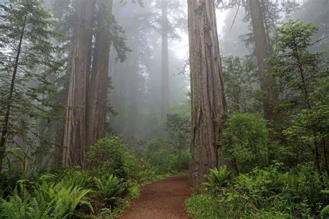 The 10 Best Hikes in Redwood National Park, California - balustradellc